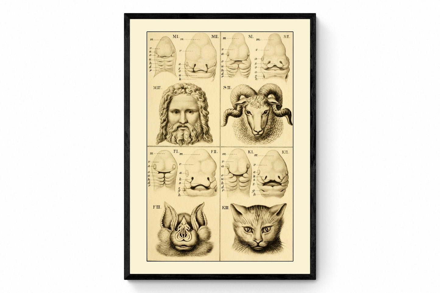 Embryonic Development of the Face (Man Bat Cat Sheep) Print