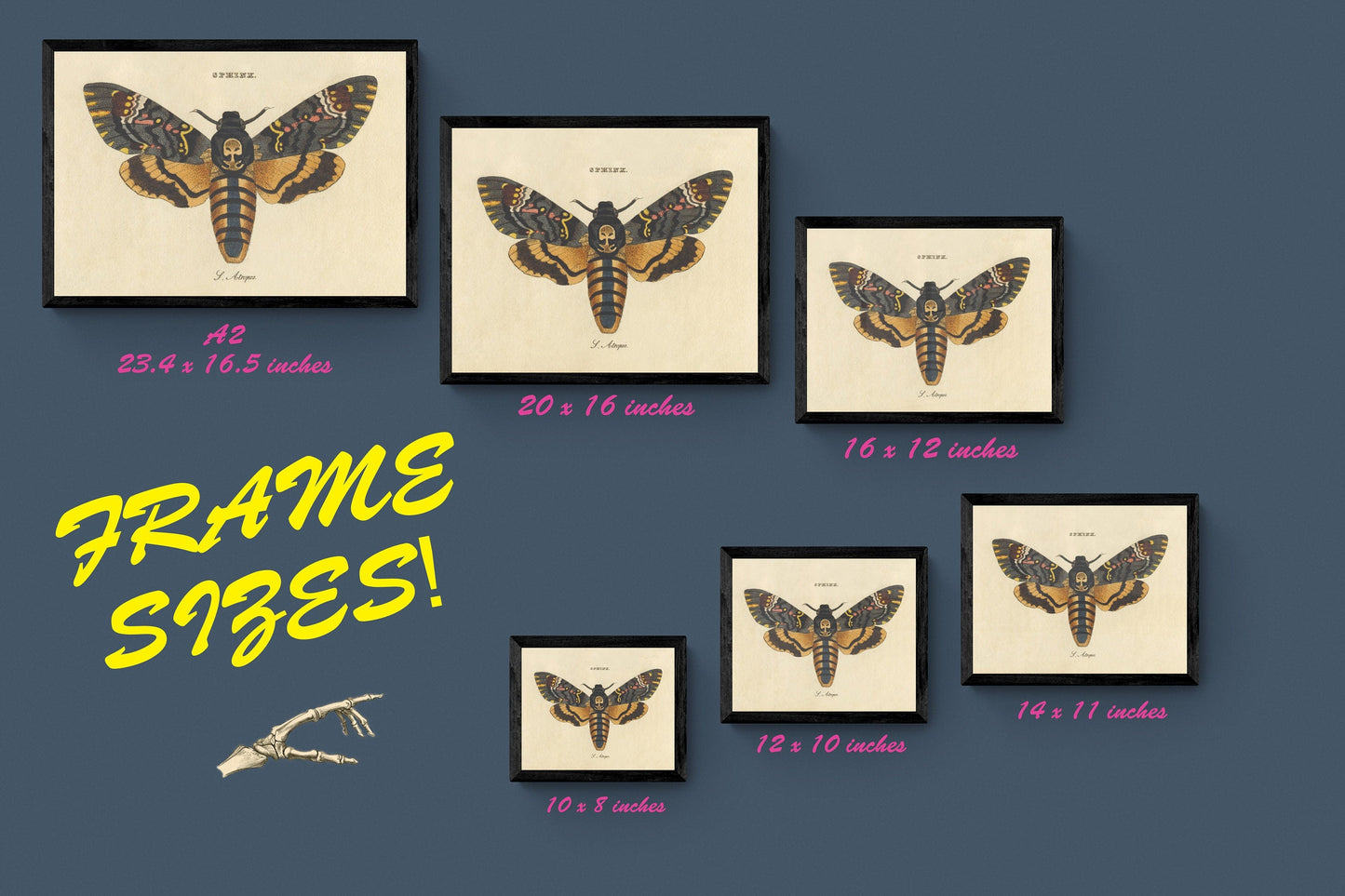 Embryonic Development of the Face (Man Bat Cat Sheep) Print