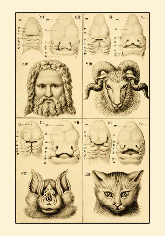 Embryonic Development of the Face (Man Bat Cat Sheep) Print